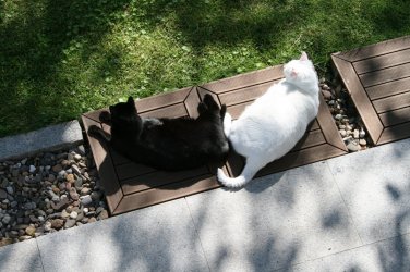 yingyang.jpg