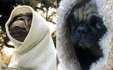 Mops2.jpg