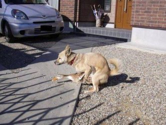hund_ente.jpg