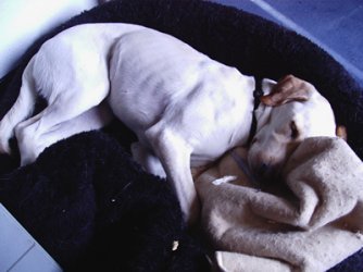 Hund.jpg