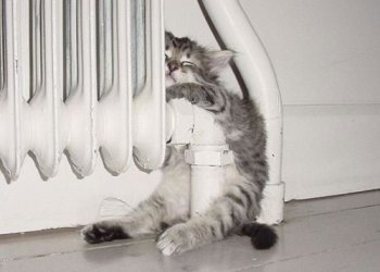 katze an heizung.jpg