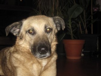 IMG_0529.jpg IMG_0529.jpg