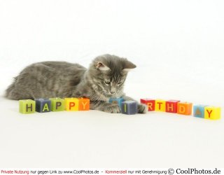 091229_06841_katze_happy_birthday.jpg