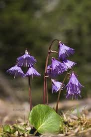 images.jpeg images.jpeg