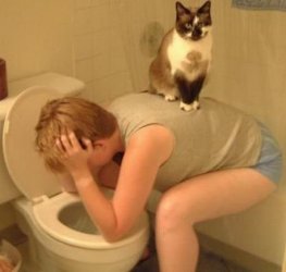 Katze.jpg