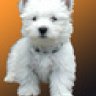 schmuseeddie