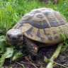 SlowTurtle