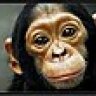 Bonobo