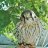 Falconlady