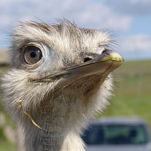 Vogel