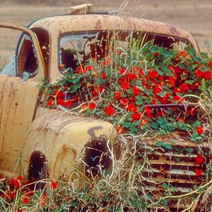 FlowerPower
