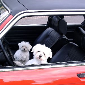 Coco und Bella im TC