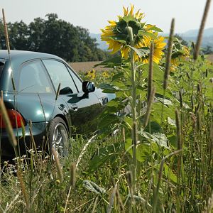 Sunflowers 2007