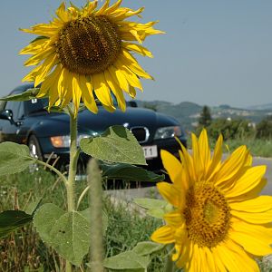 Sunflowers 2007