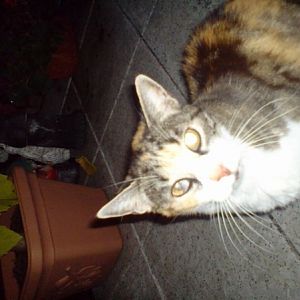 Grillen beim Trisel