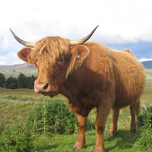 Schottland 2007