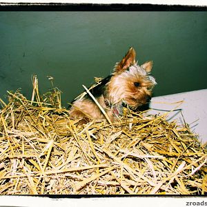 Der coolste Hund der Welt