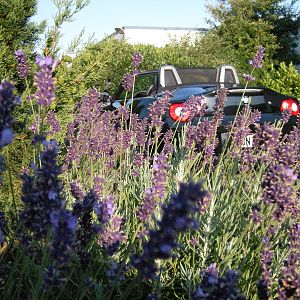 Lavendel und Sommerwind !