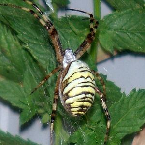 Leo - unsere Hausspinne (Wespenspinne)
