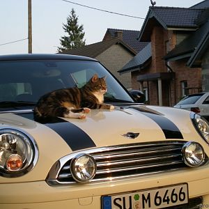 Kater Filou bewacht T-Car