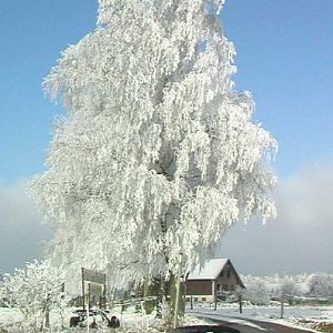 zroadster_com_fotocontest_034