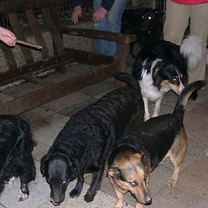 Tiere in Not 2004