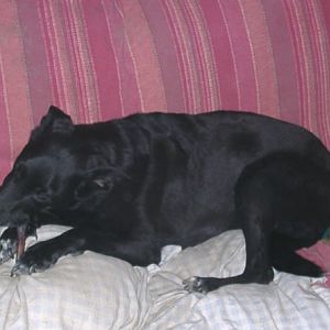 Tiere in Not 2004