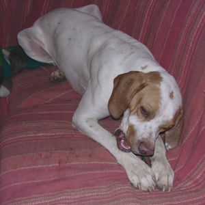 Tiere in Not 2004