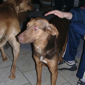 Tiere in Not 2004