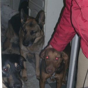 Tiere in Not 2004