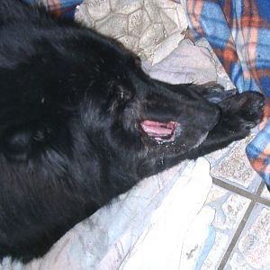 Tiere in Not 2004