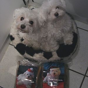 Spende für Tiere in Not 2004
