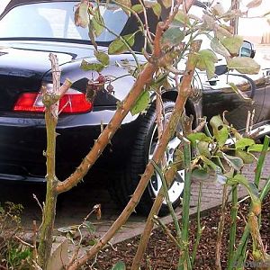 durch die blume....