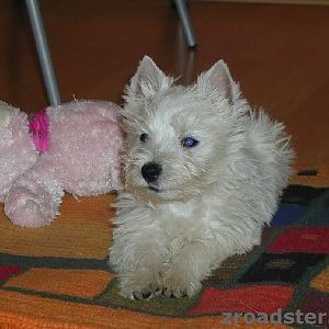 Betty alias Idefix