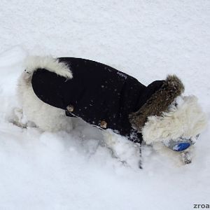 Kommissar Rex - äh Kommissarin Coco auf heißer Spur