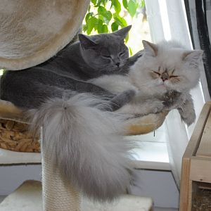 unsere beiden Kater...