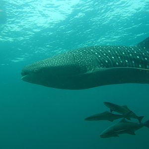 Phuket_2070