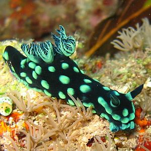 Sulawesi_2193a