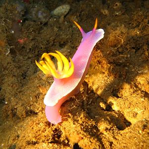 Sulawesi_3043