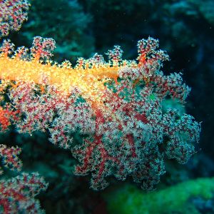 Wakatobi_3014