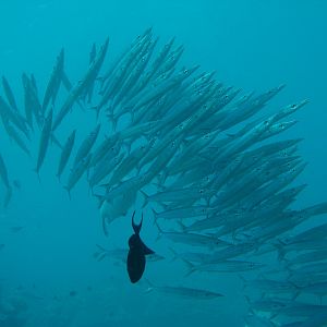 Wakatobi_3381
