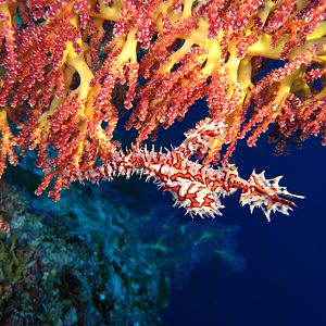Malediven_4035