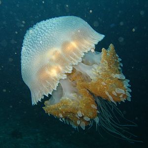 Phuket_1321
