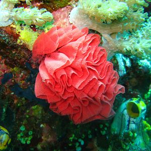 Sulawesi_1143