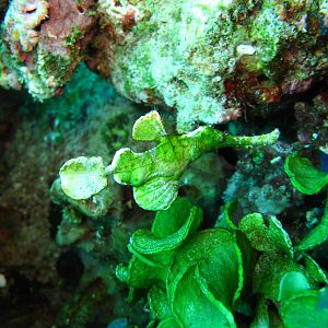 Sulawesi_3184