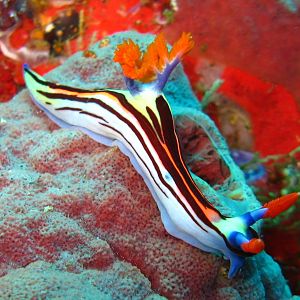 Sulawesi_2327a