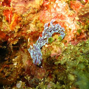 Bali_2052