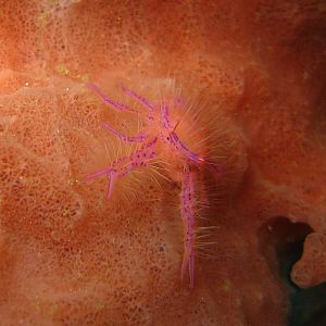 Sulawesi_2185a