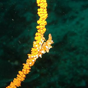 Sulawesi_1265