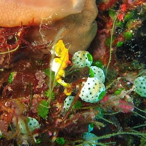 Sulawesi_2283a